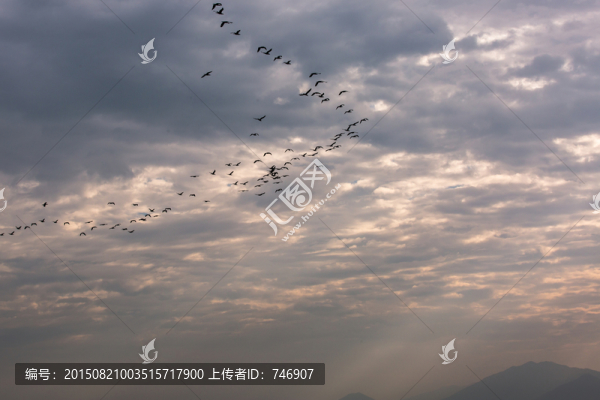 鳥群和天空