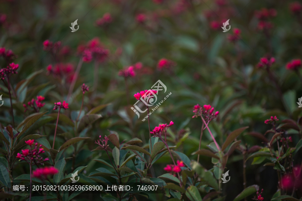 琴葉珊瑚