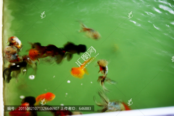 金魚,觀賞魚