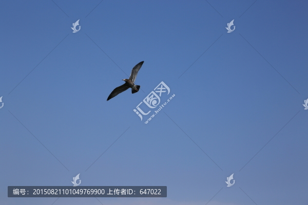海鷗,海島
