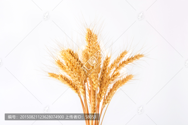 麥子