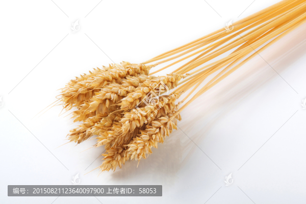 麥子