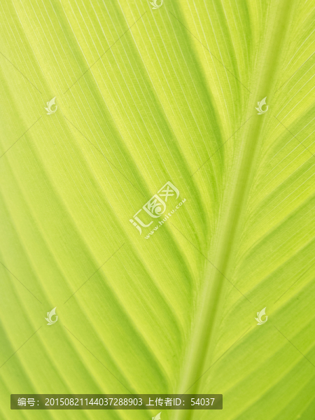 芭蕉葉