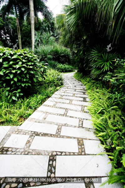 林中小路,公園風(fēng)景