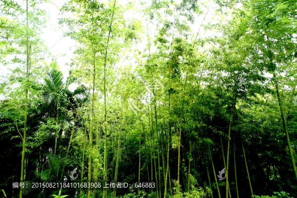 竹林,毛竹,翠綠