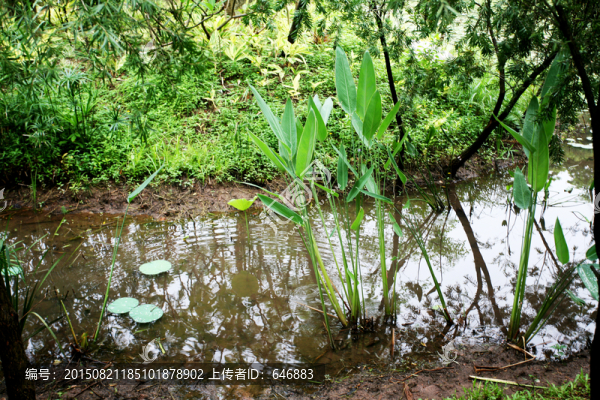小河,綠樹(shù),水草