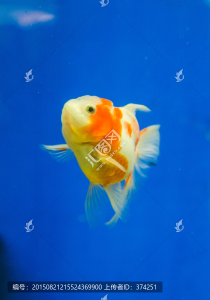 觀賞魚