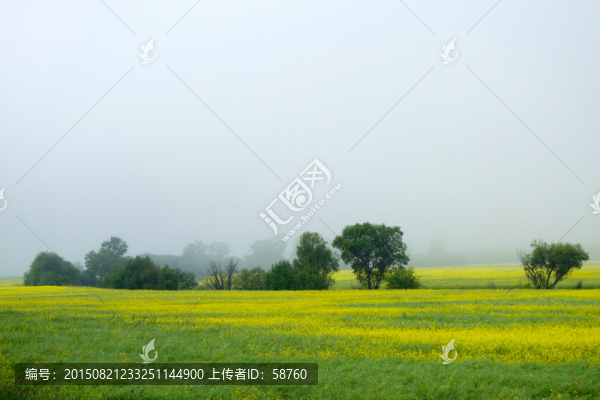 晨霧中的油菜花田