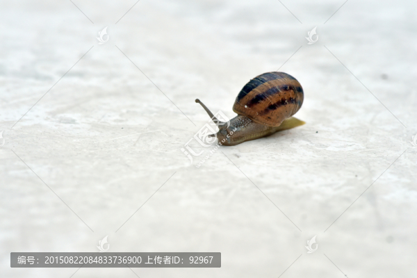 法國葡萄蝸牛