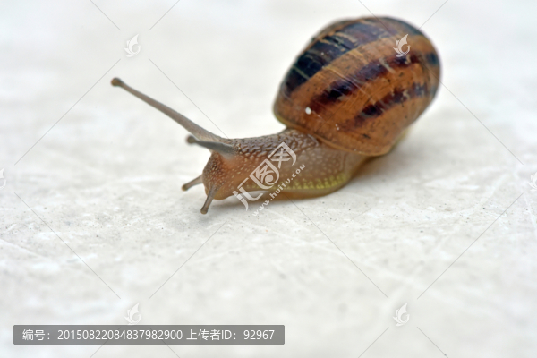 山蝸
