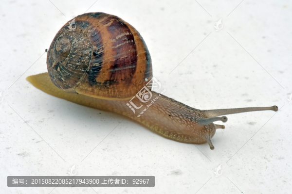 法國(guó)葡萄蝸牛