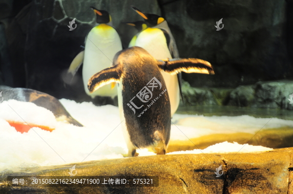 企鵝