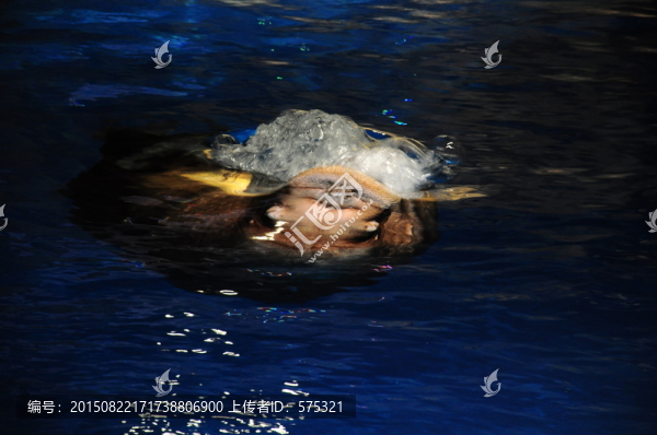 海象