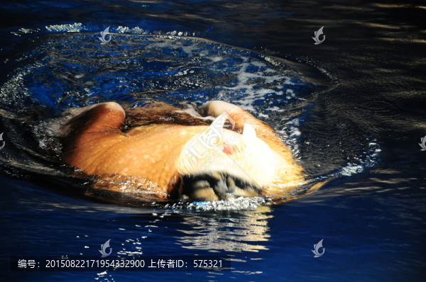 海象
