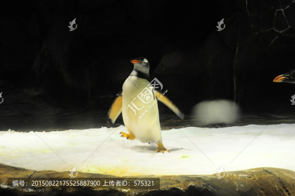 企鵝