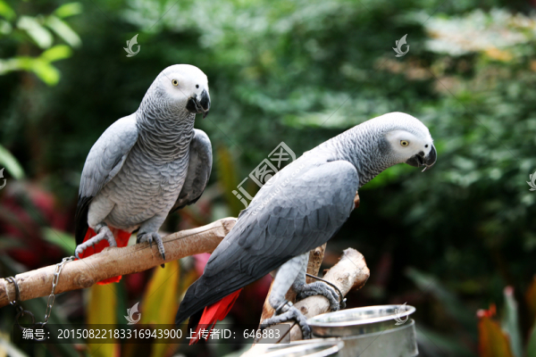 鸚鵡,鳥,鳥類