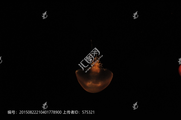 水母