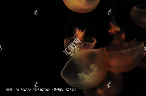 水母