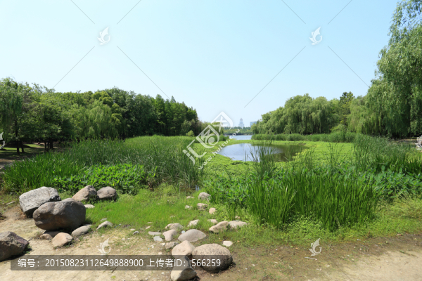 世紀(jì)公園,濕地