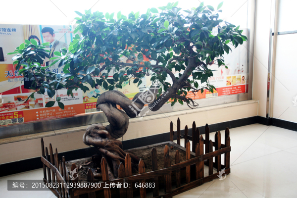 榆樹盆景