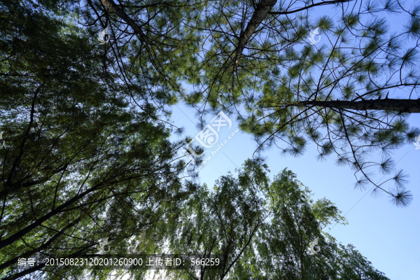 世紀(jì)公園,樹林