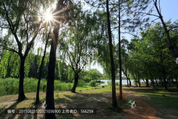 世紀(jì)公園,陽(yáng)光