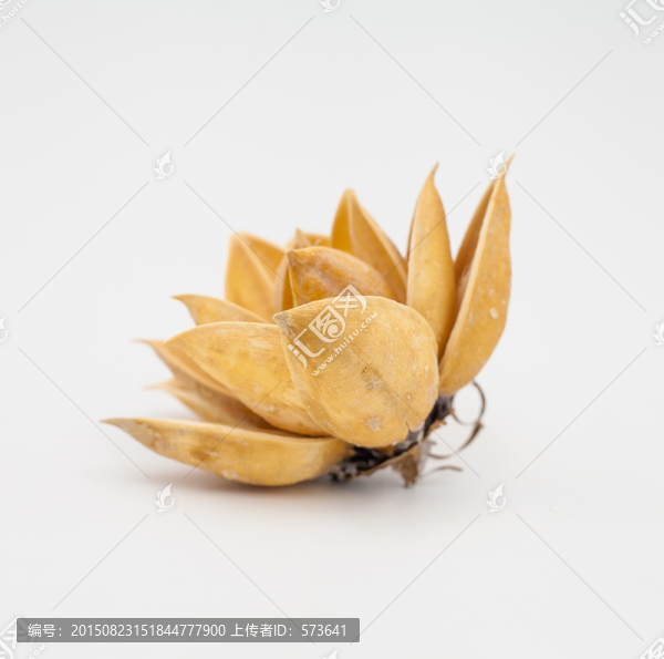 棉花殼干花