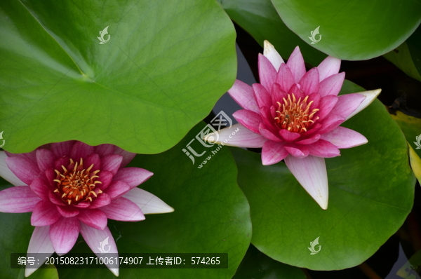 睡蓮花開