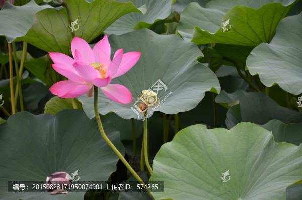 荷花