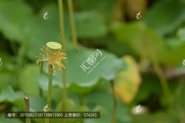 蓮蓬