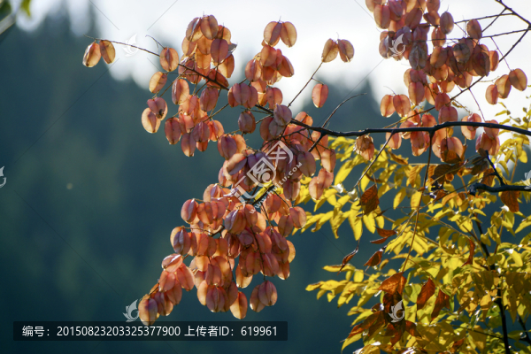欒樹