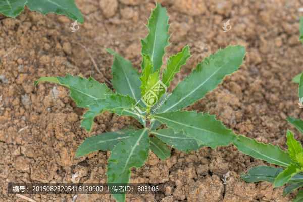 刺兒菜