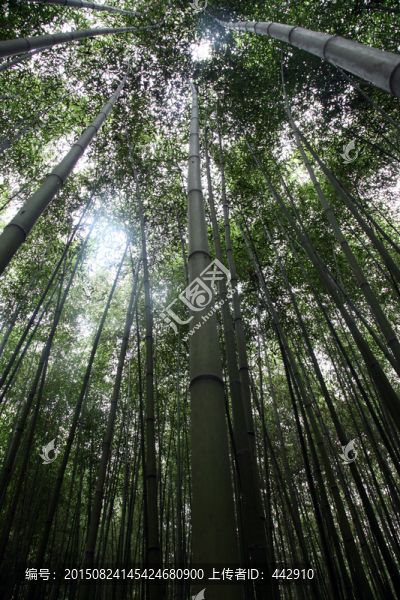 竹林