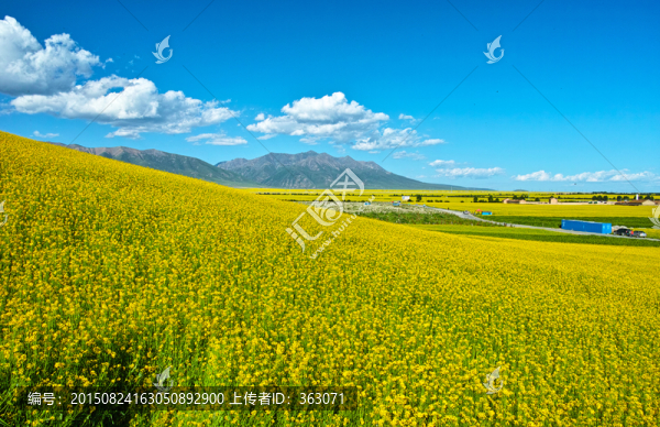 門源油菜花海