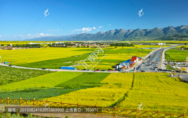 門(mén)源油菜花海
