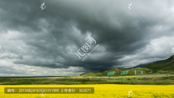 青海扁都口油菜花海