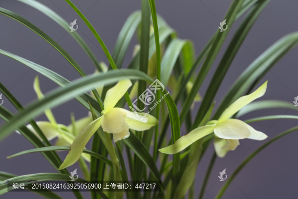 蘭花