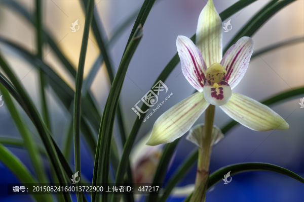 蘭花
