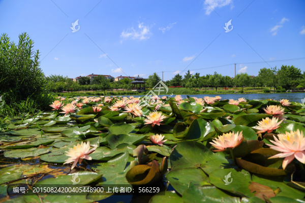 濕地公園