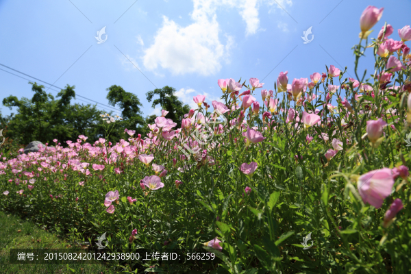 喜林草