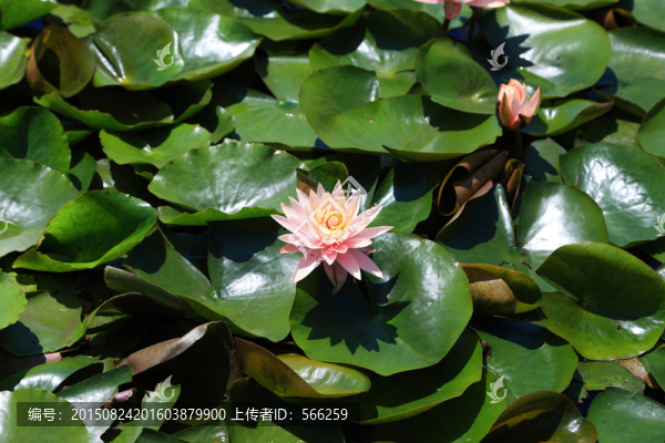 蓮花