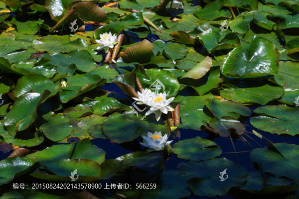 睡蓮