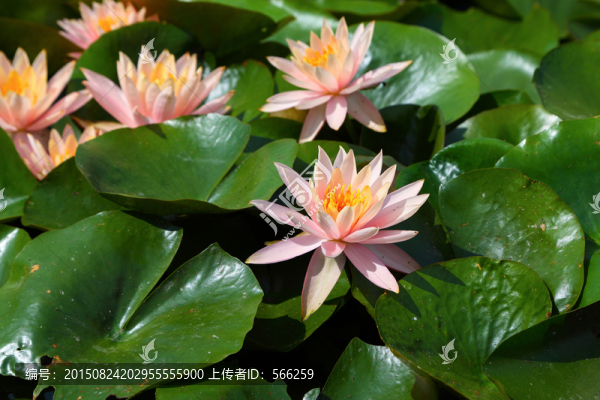 蓮花