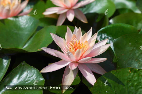 蓮花