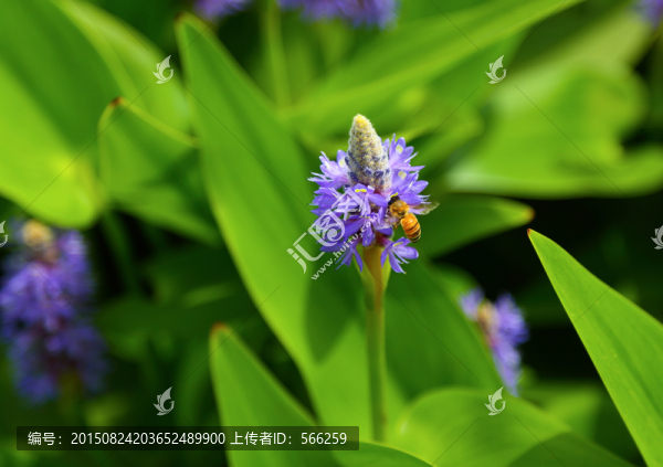 蜜蜂