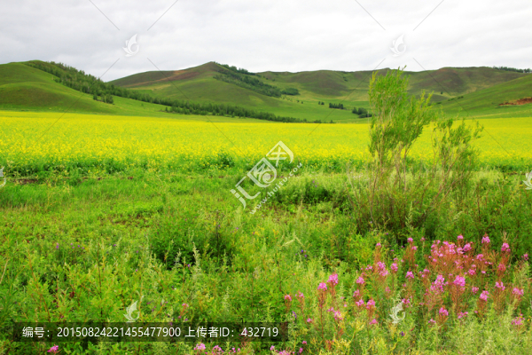 夏季大興安嶺油菜田