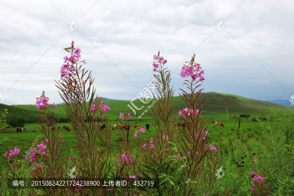 大興安嶺野花