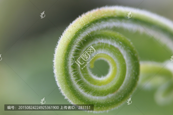 曲卷的瓜苗