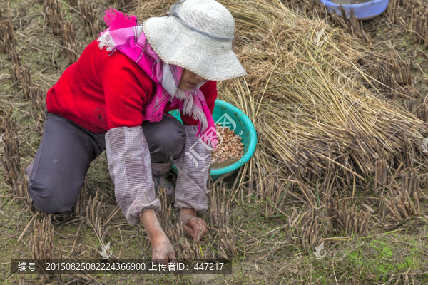 稻田種蠶豆