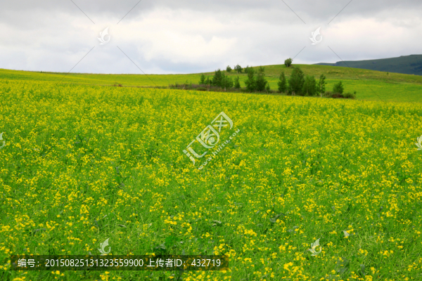 夏季呼倫貝爾油菜田